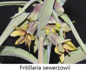 Fritillaria sewerzowii